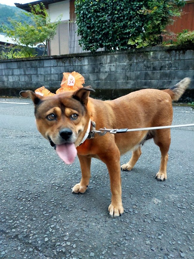 かぼちゃの飾りをつけた仮装の犬